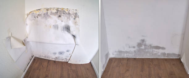 Best Local Mold Removal Service  in Dover, FL